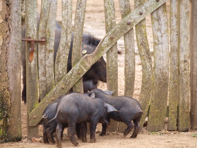 Los animales mas tiernos